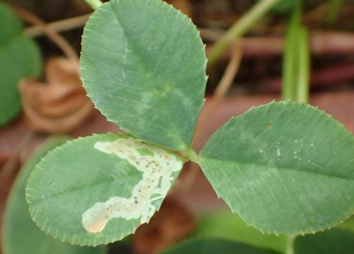 Agromyza frontella